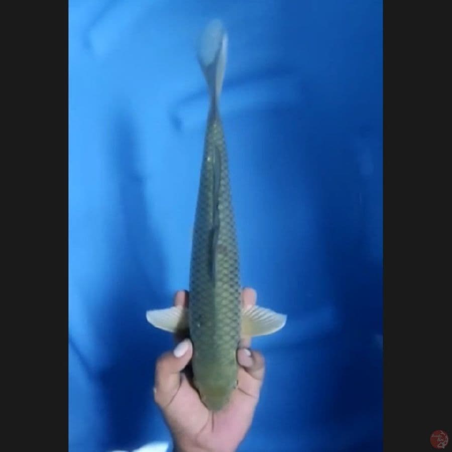 ( 33CM ) SOROGOI - MALE