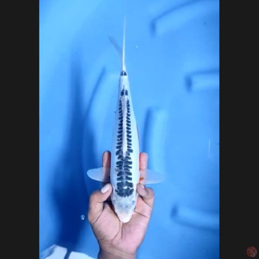 ( 31CM ) SHUSUI - FEMALE