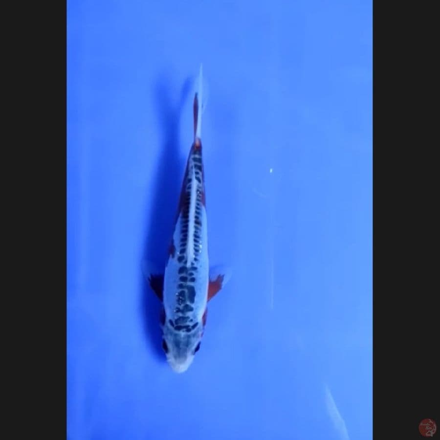 ( 14CM ) SHUSUI - FEMALE 