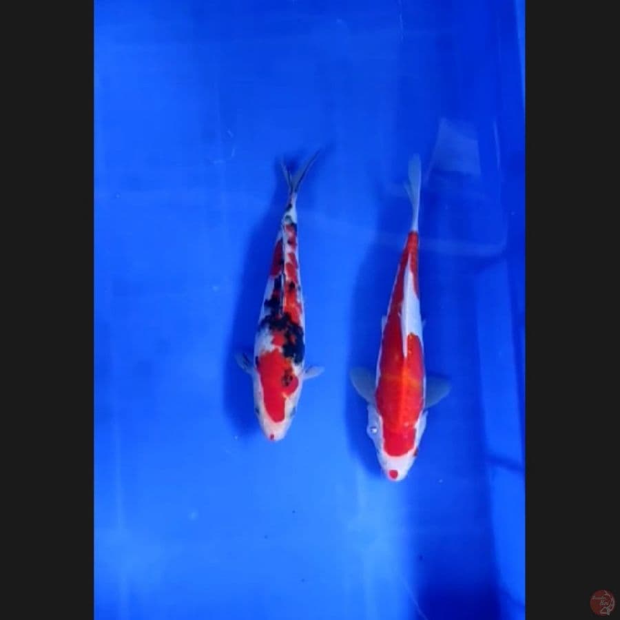 ( 22-23CM ) 2 EKOR DOITSU SISIK