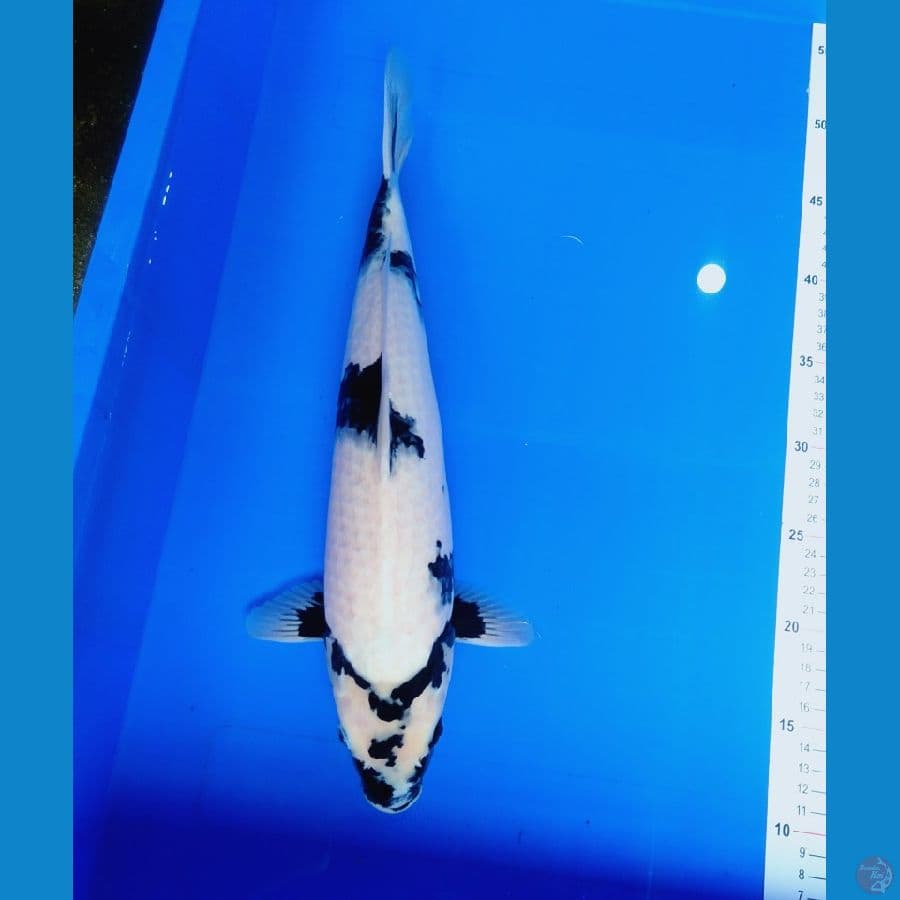 shiro 40 cm