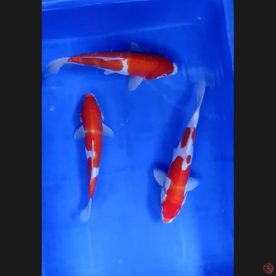 ( 25-27CM ) PAKET 3 EKOR DOITSU 
