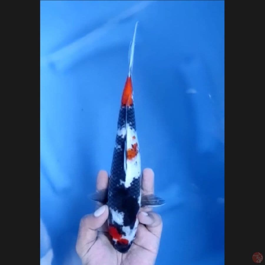 ( 25CM ) SHOWA - MALE