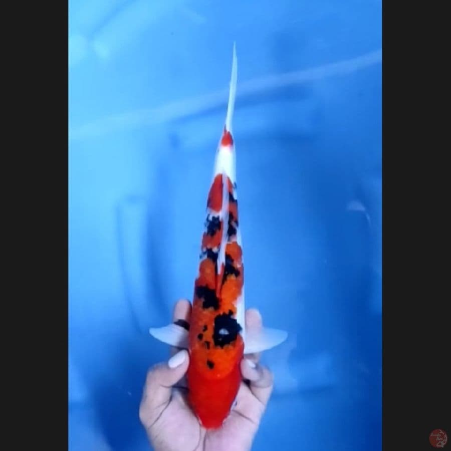 ( 30CM ) SHOWA - MALE