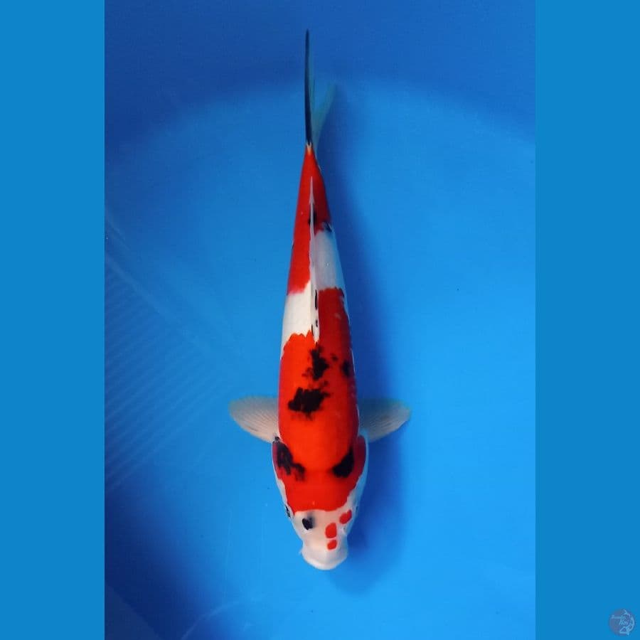 showa34cm