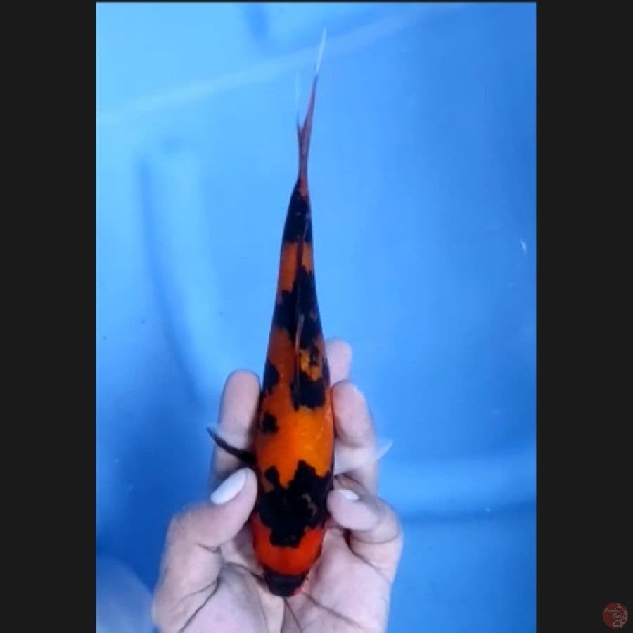 ( 20CM ) HISHOWA - FEMALE 