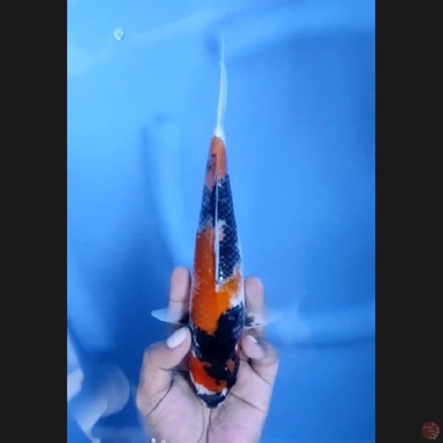( 25CM ) SHOWA - FEMALE