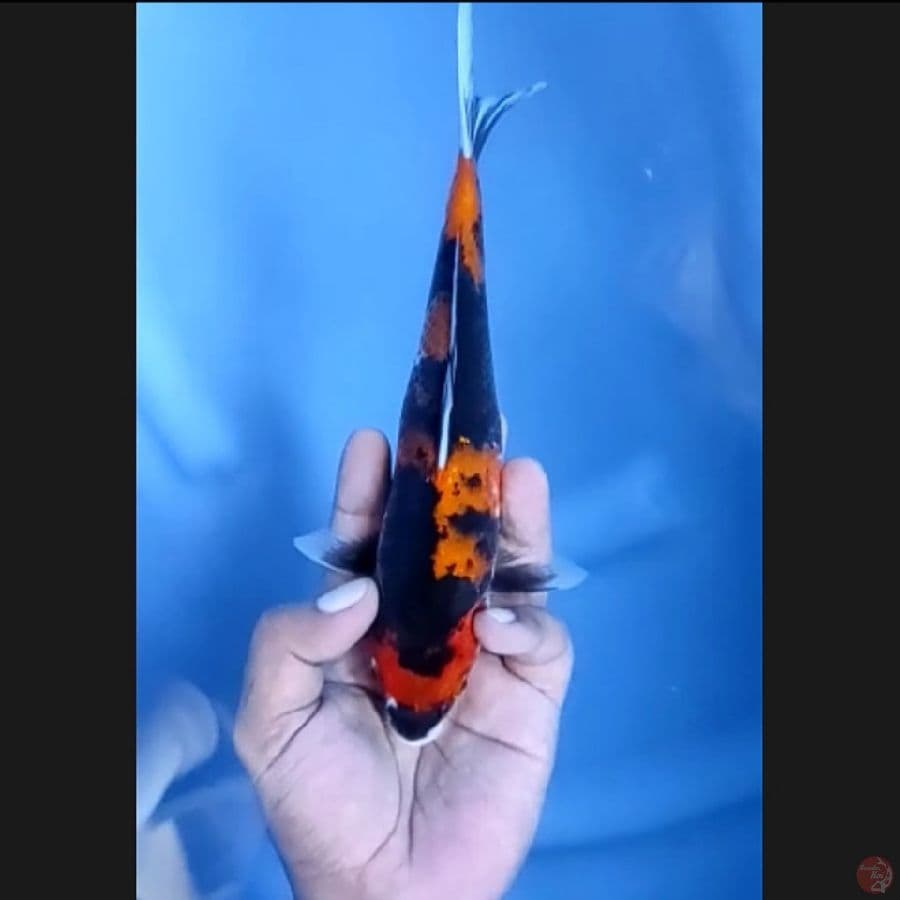 ( 22CM ) HISHOWA - MALE