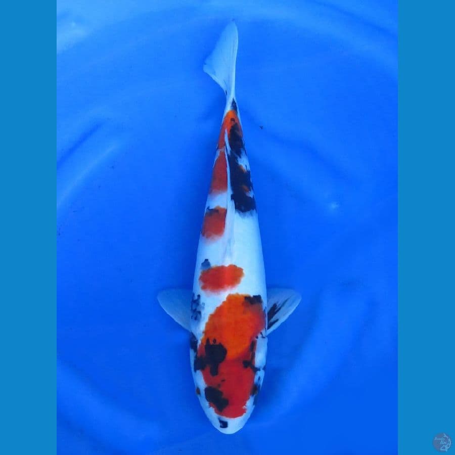 Showa Warna Solid , 35cm