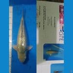 saragoi 40 cm