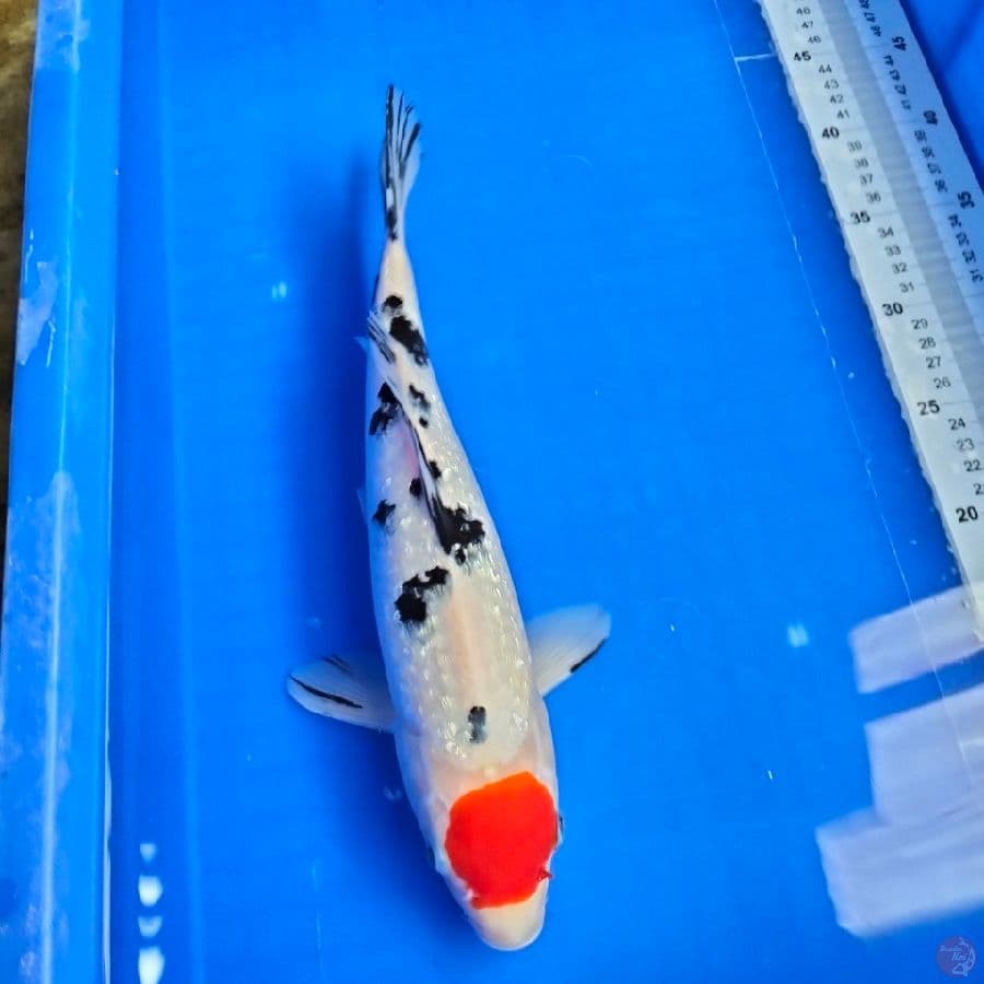 tancho sanke 35cm gindrin