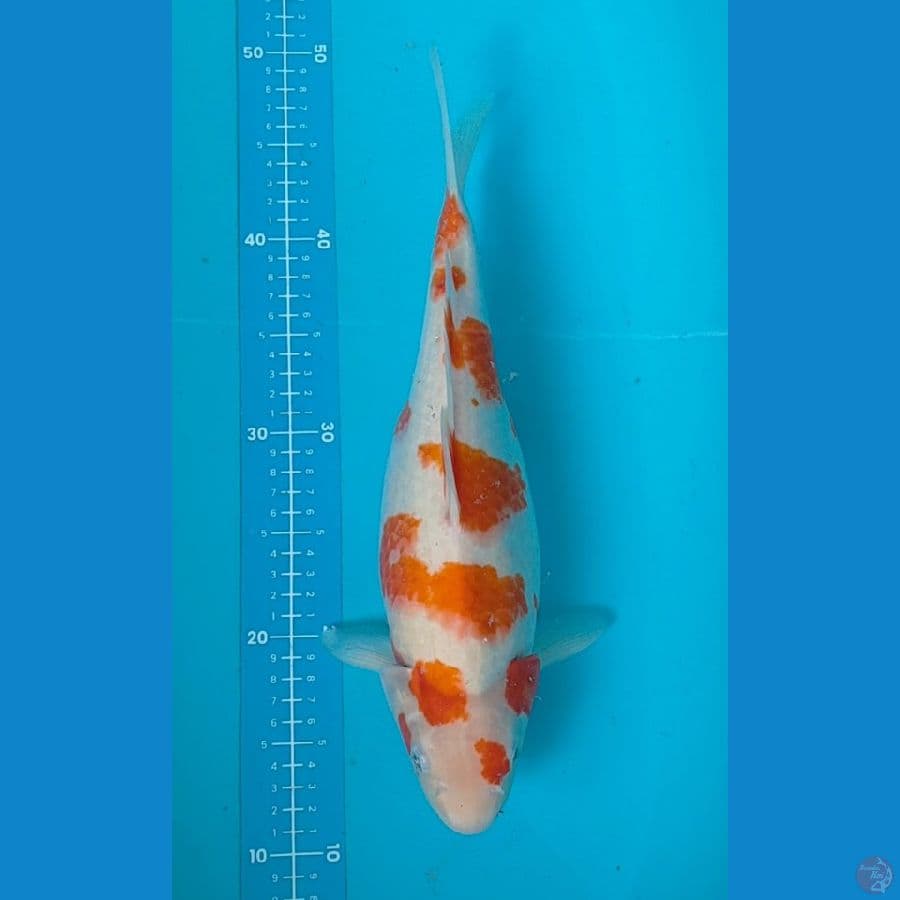 Kohaku sakura 37 cm