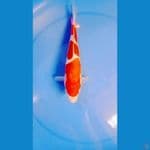 Kohaku Doitsu 