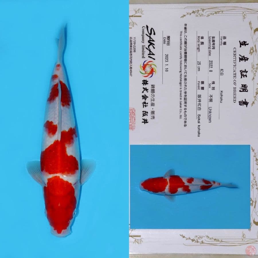 SAKAI GONDAN KOHAKU HQ 34CM
