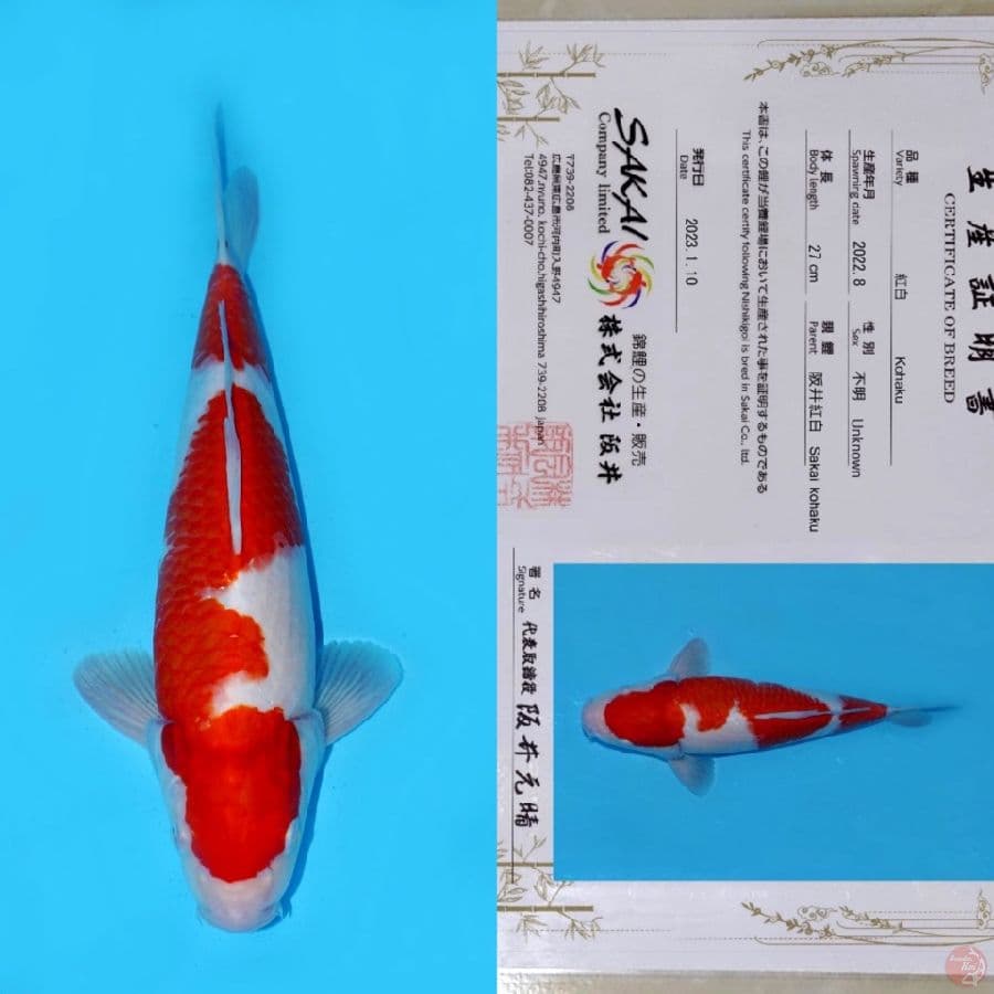 SAKAI KOHAKU NIDAN INAZUMA HQ 36CM