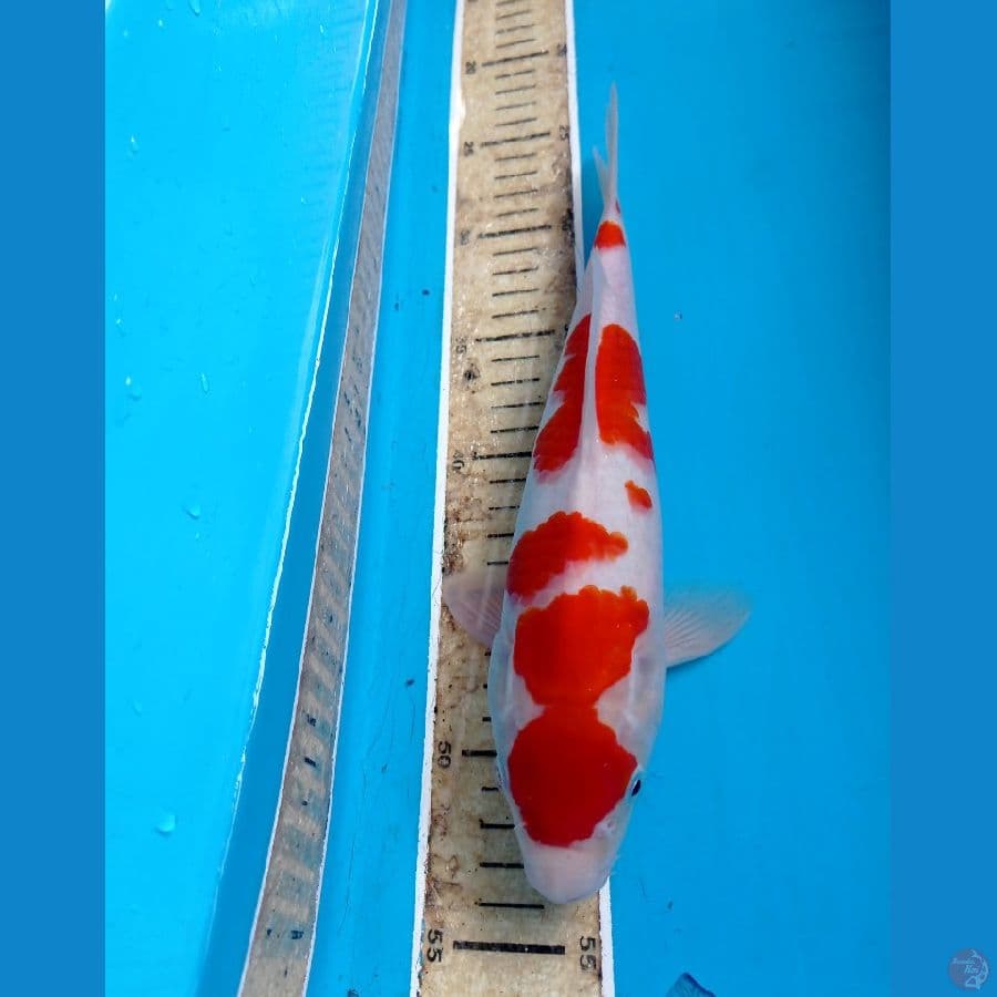 kohaku 27 cm