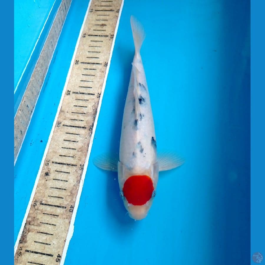tancho sanke 27 cm 