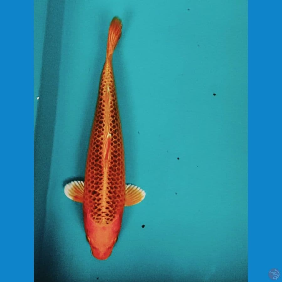 MATSUBA 33CM FM