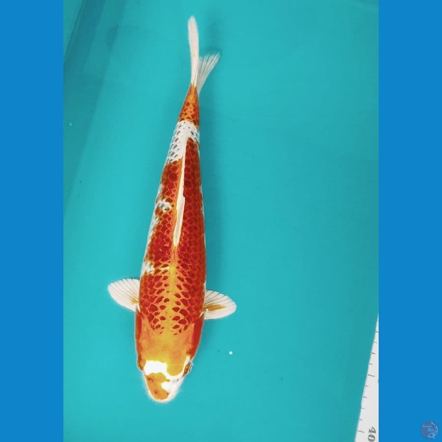 KUJAKU 34CM