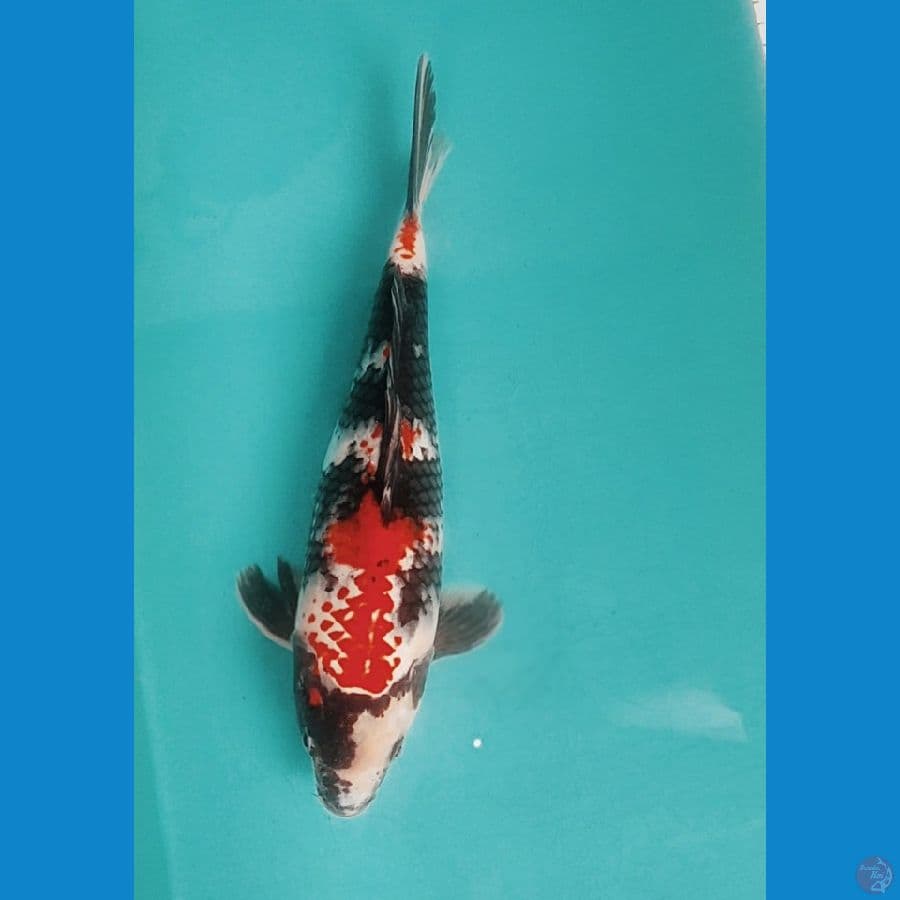 SHOWA KANOKO 29CM MALE