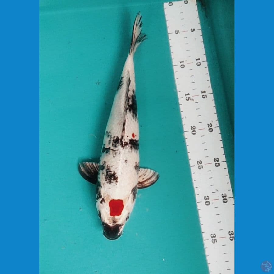 TANCHO SHOWA ORI 30CM