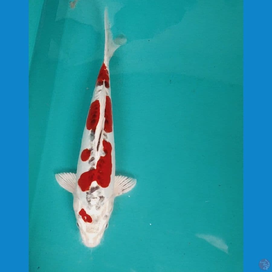 KUJAKU DOIT 30CM