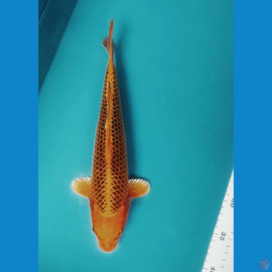 MATSUBA 31CM