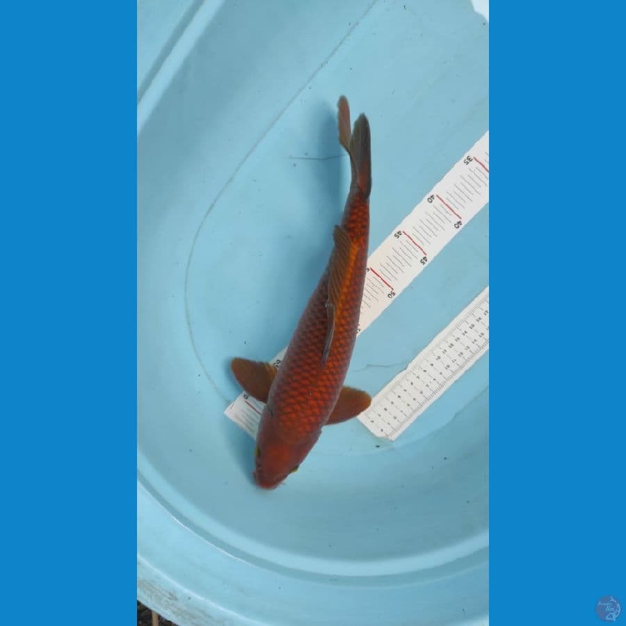 40cm chagoi