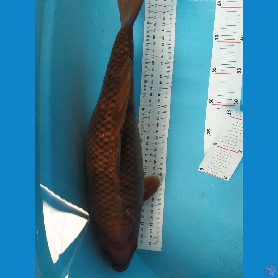 chagoi 42cm