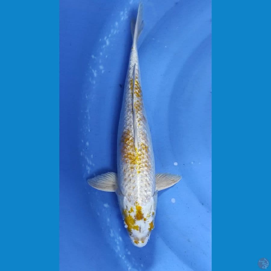 hariwake 47cm