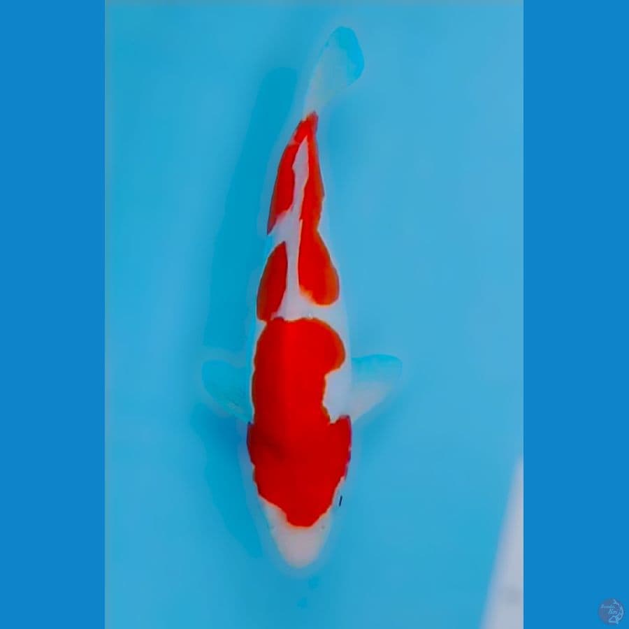 kohaku 28 cm ory