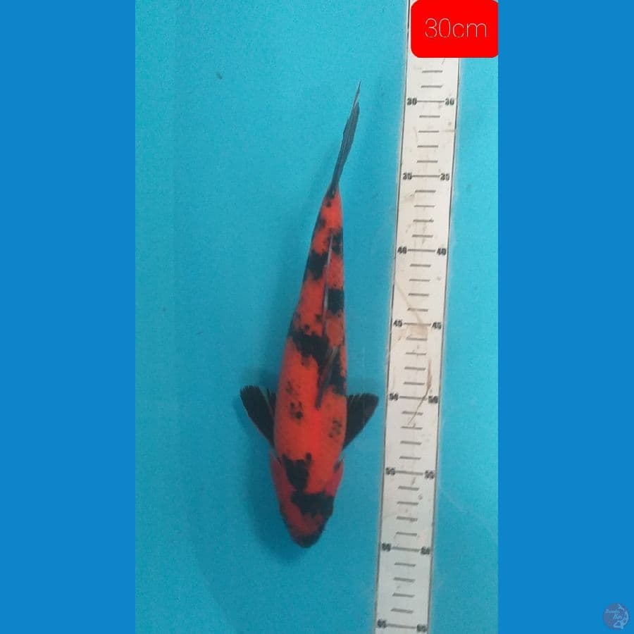 utsuri 30cm