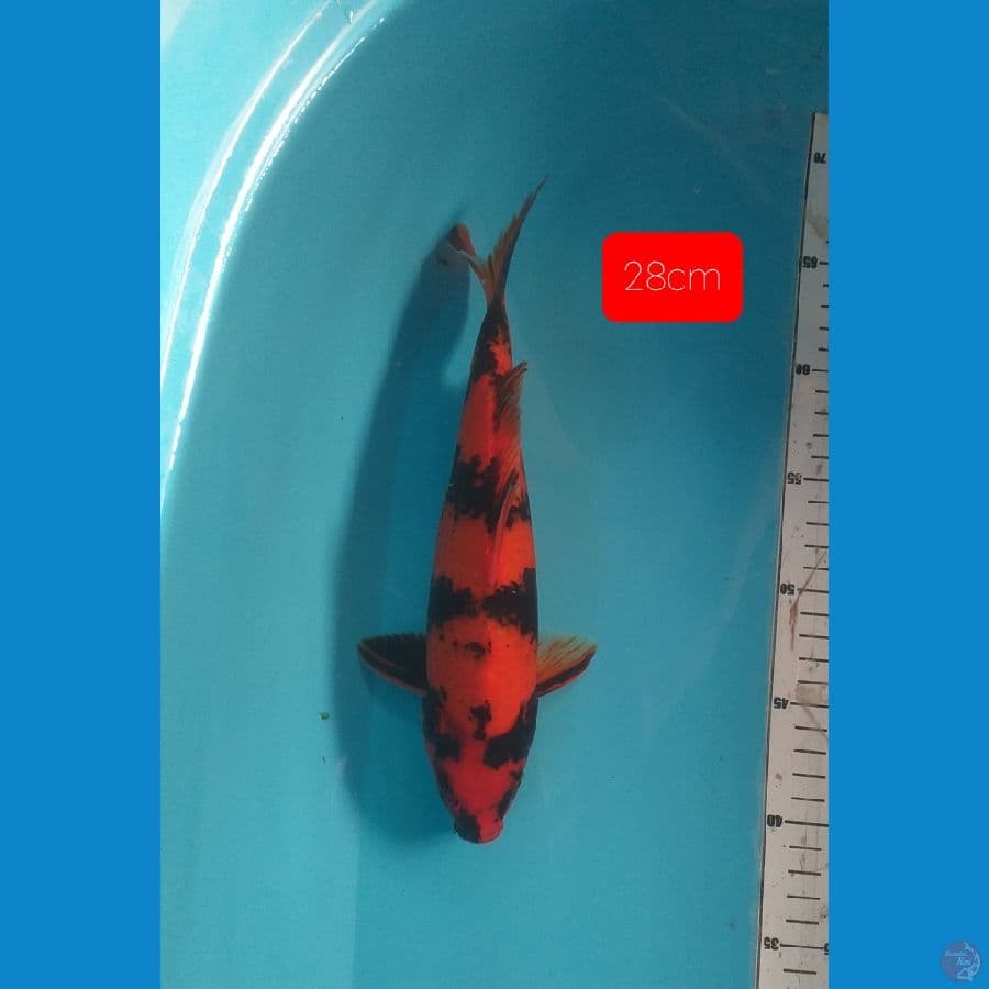 utsuri 28cm