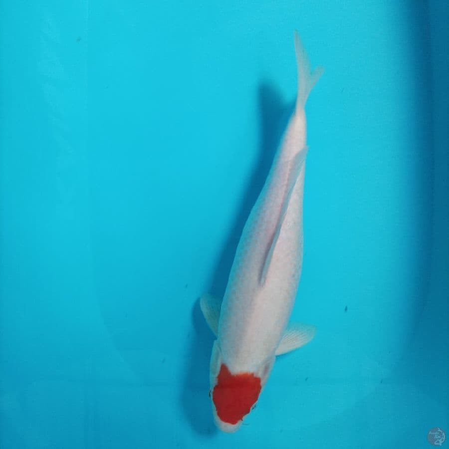 tancho kohaku female 42 cm