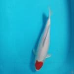 tancho kohaku female 42 cm