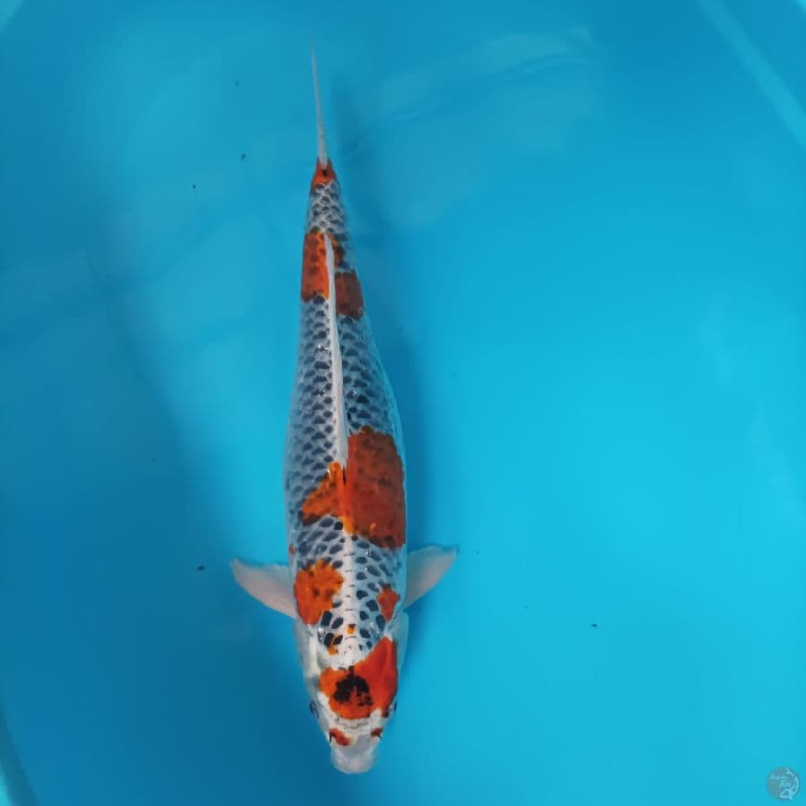 kojaku female 49 cm