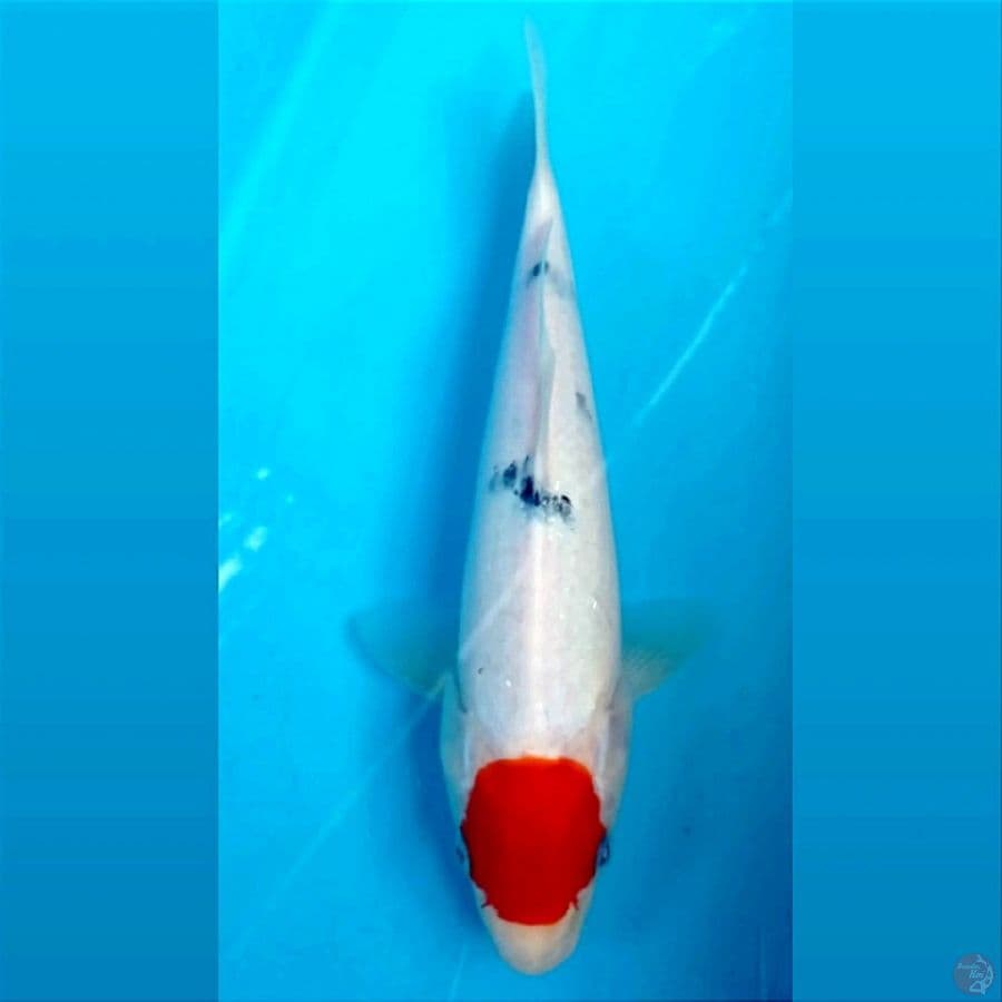 tancho sanke, 25 cm