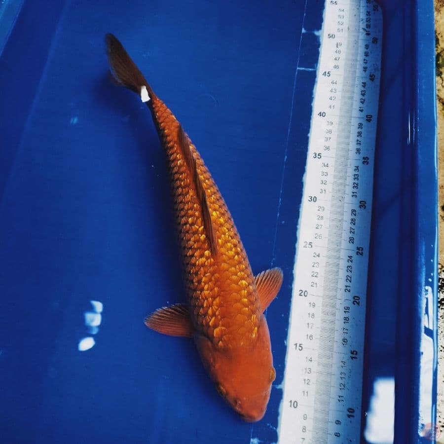 chagoi gindrin 41cm fm