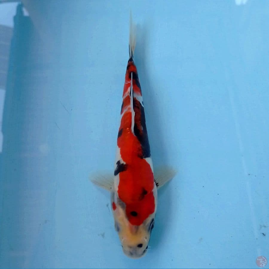 showa doitsu, 20 cm