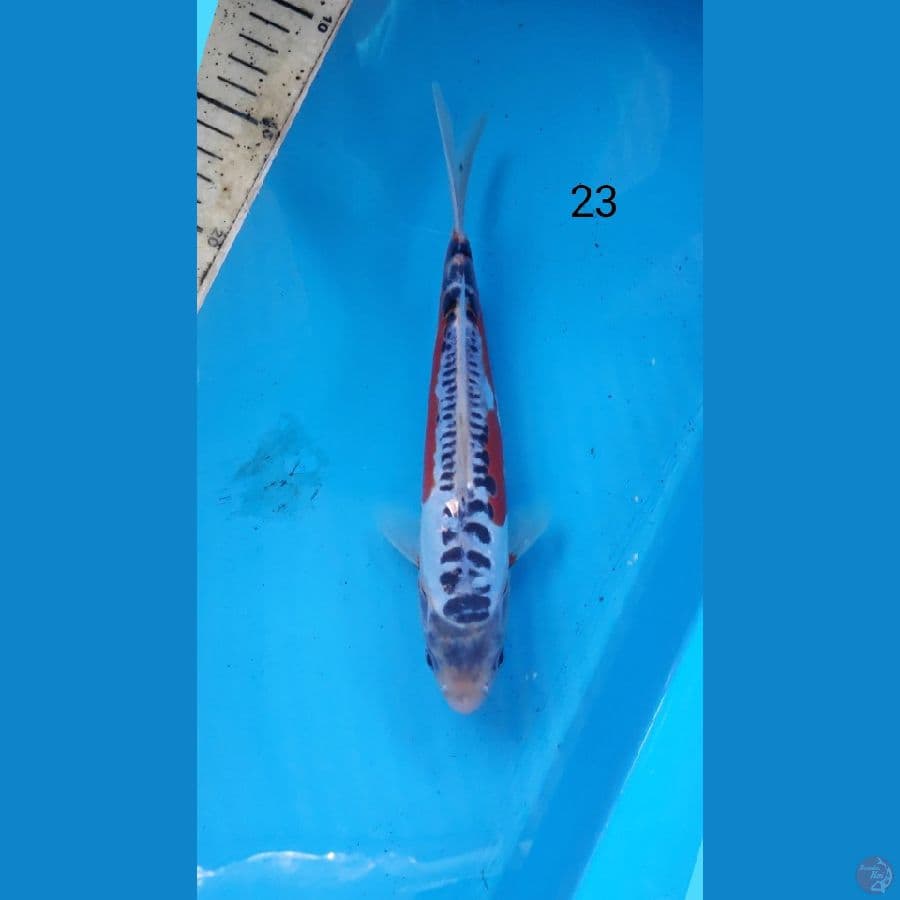 shusui, 23cm