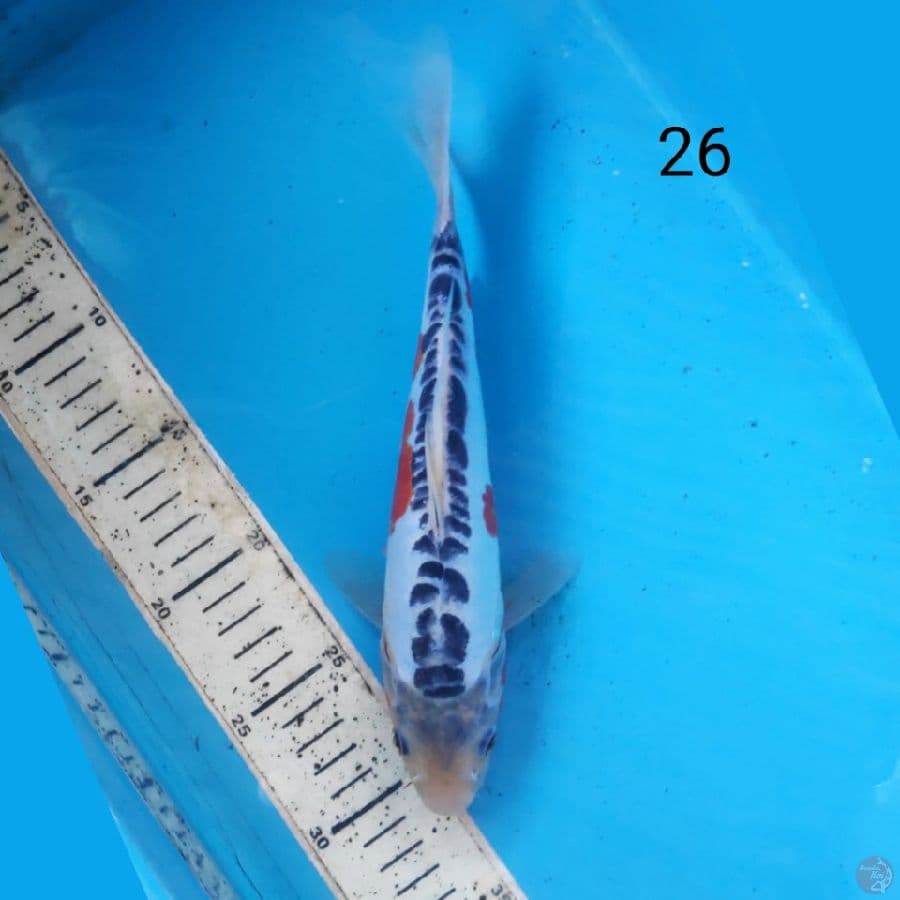 shusui, 26cm