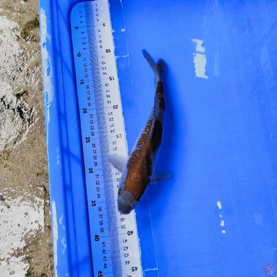 ochiba siguregure 27cm