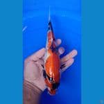 hishowa 30cm