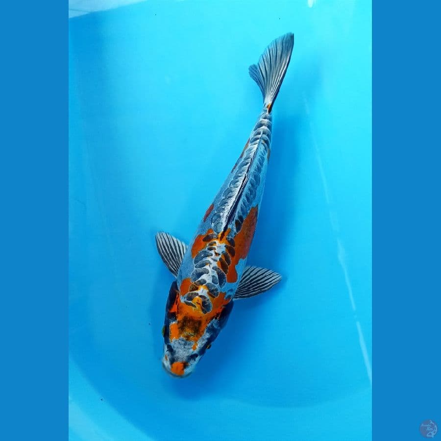 kiko 35cm/m