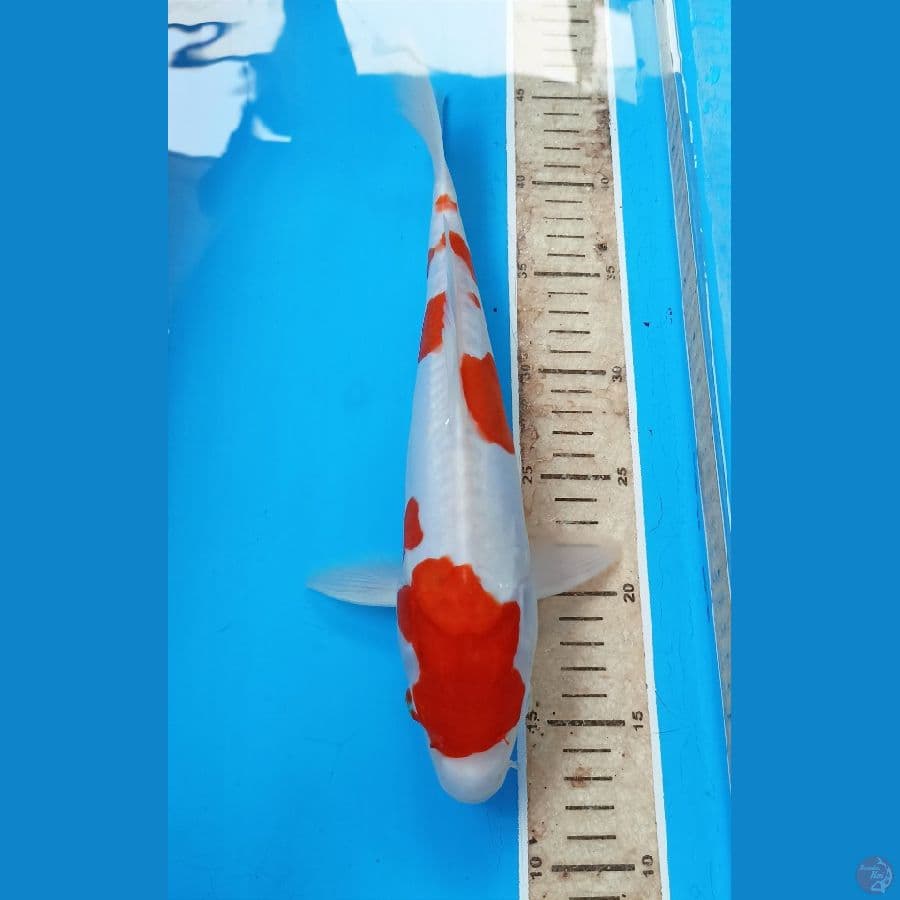 Kohaku doit 32cm