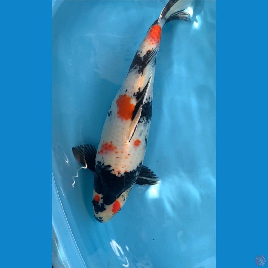 showa body badak 53cm