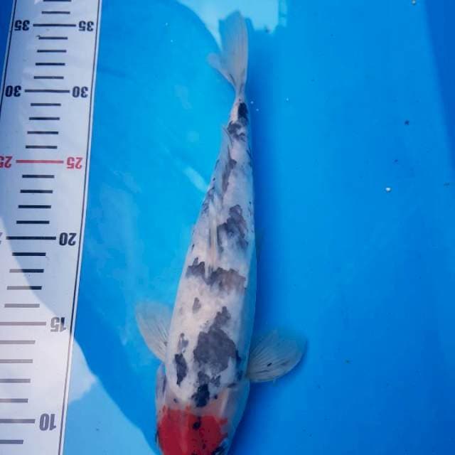 Tancho sanke 30 bu