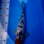 Tancho sanke 30 bu