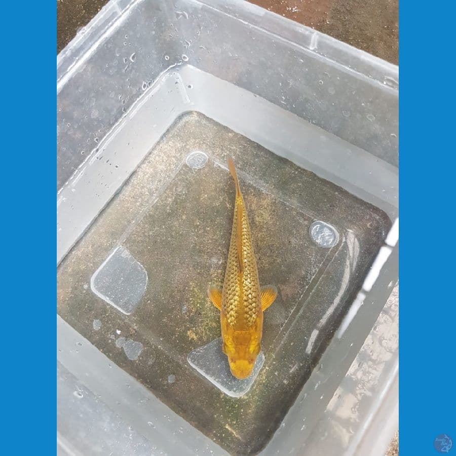 Karamel fuull ginrin 12cm ready show SQ