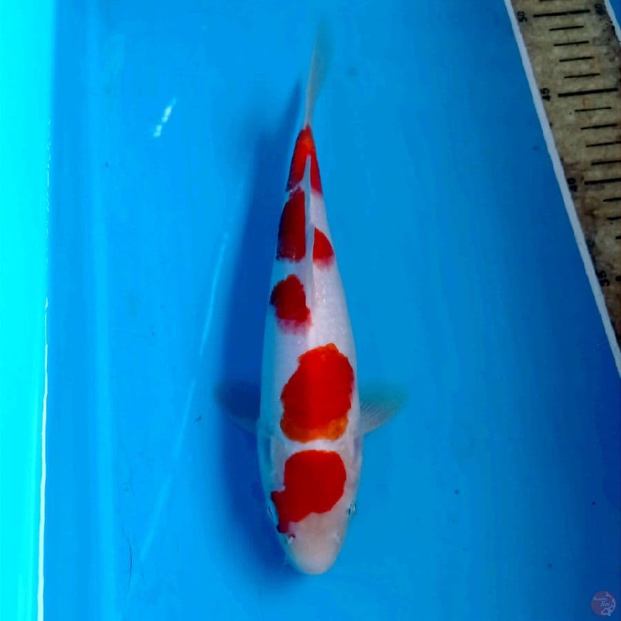 kohaku, 23 cm
